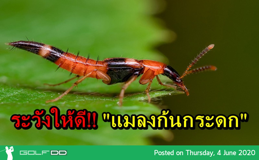 อันตราย…คนชอบเล่นไนท์กอล์ฟต้องระวัง!! “แมลงก้นกระดก” ระบาดมากช่วงหน้าฝน มีพิษร้าย หากโดนพิษ มีวิธีแก้ง่าย ๆ อ่านแล้วแชร์บอกต่อ