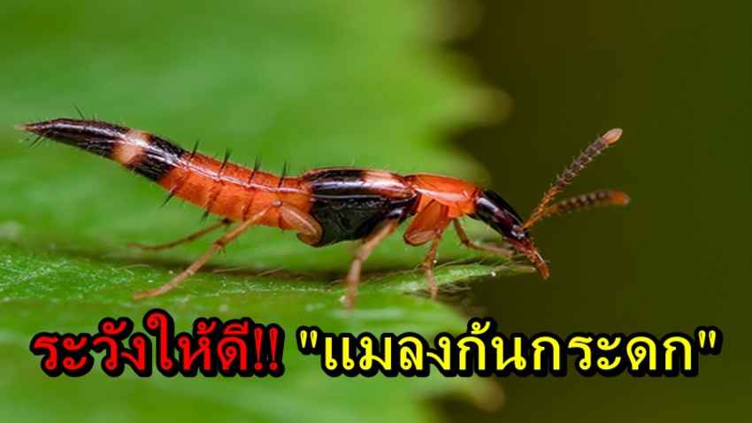อันตราย…คนชอบเล่นไนท์กอล์ฟต้องระวัง!! “แมลงก้นกระดก” ระบาดมากช่วงหน้าฝน มีพิษร้าย หากโดนพิษ มีวิธีแก้ง่าย ๆ อ่านแล้วแชร์บอกต่อ 